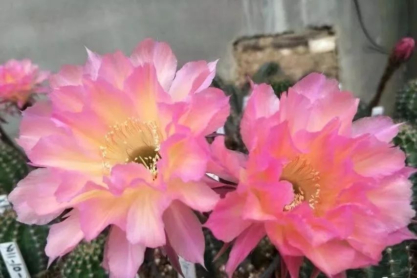 200种·仙人球开花图鉴，大开眼界，美到爆