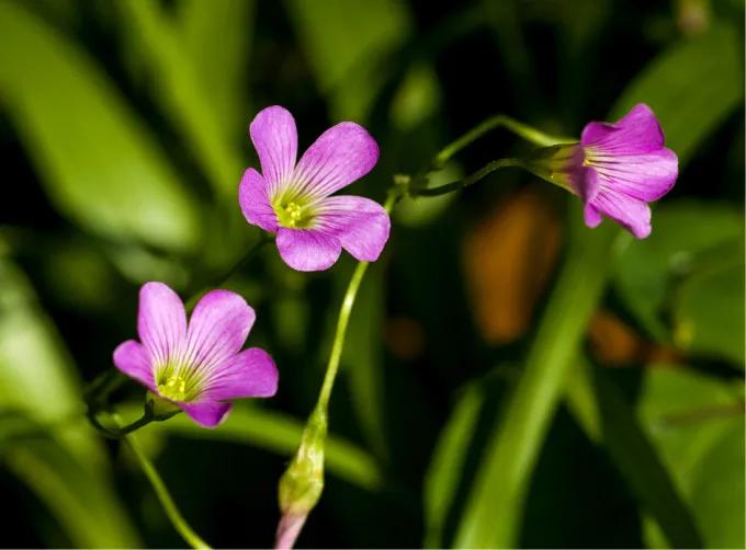 传说中的幸运有什么用,传说中的幸运原石