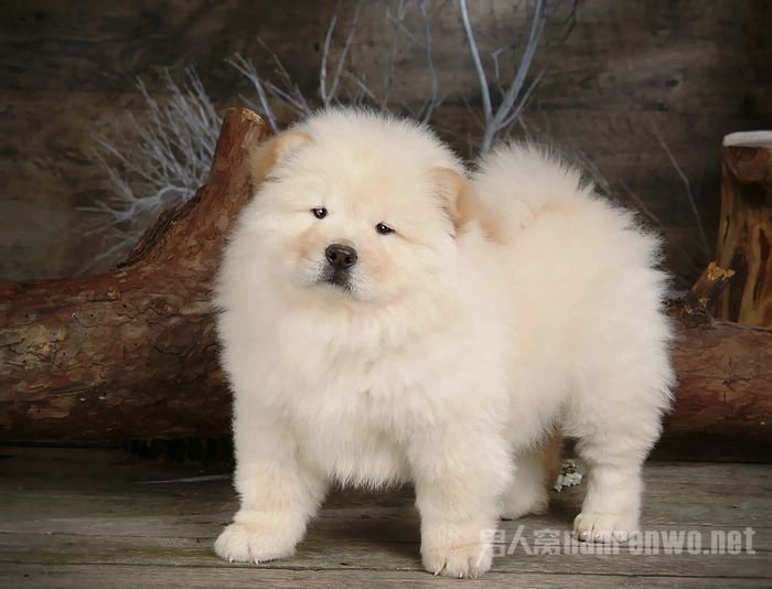 什么品种的狗狗适合有孩子家庭养,狗狗品种大全及图片拉布拉多