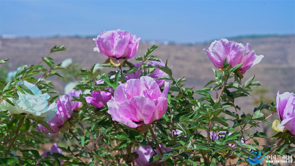 榆中县和平镇范家营村千亩牡丹次第盛开“鲜花经济”为乡村振兴锦上添“花”