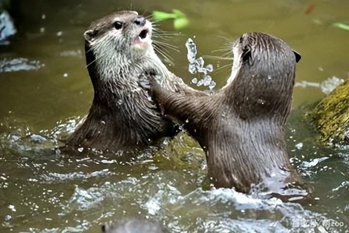 水獭建筑大师,动物界的建筑大师河狸