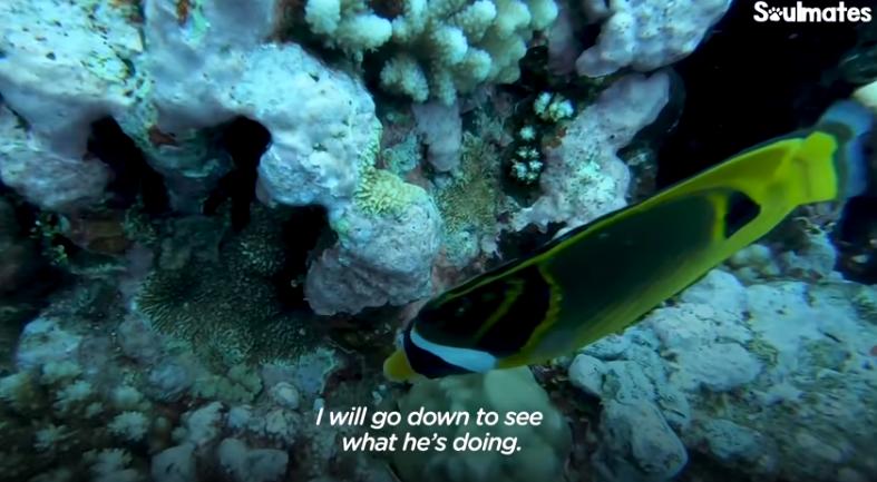 国外美女姐姐海里偶遇一只小鱼，竟引发神奇友谊！网友：前世情人