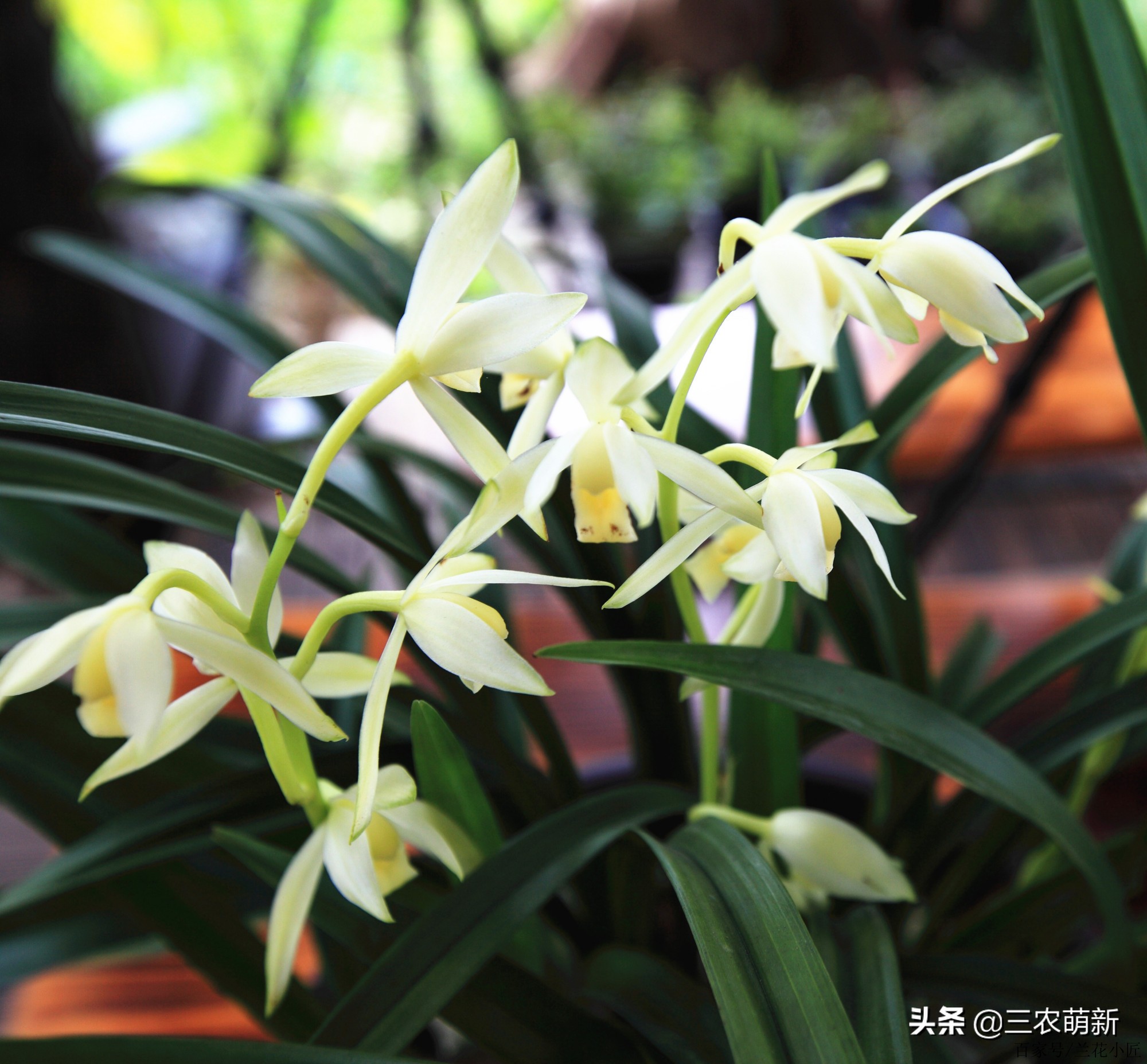 兰花的哪些品种比较好养,兰花哪个品种好养养不死