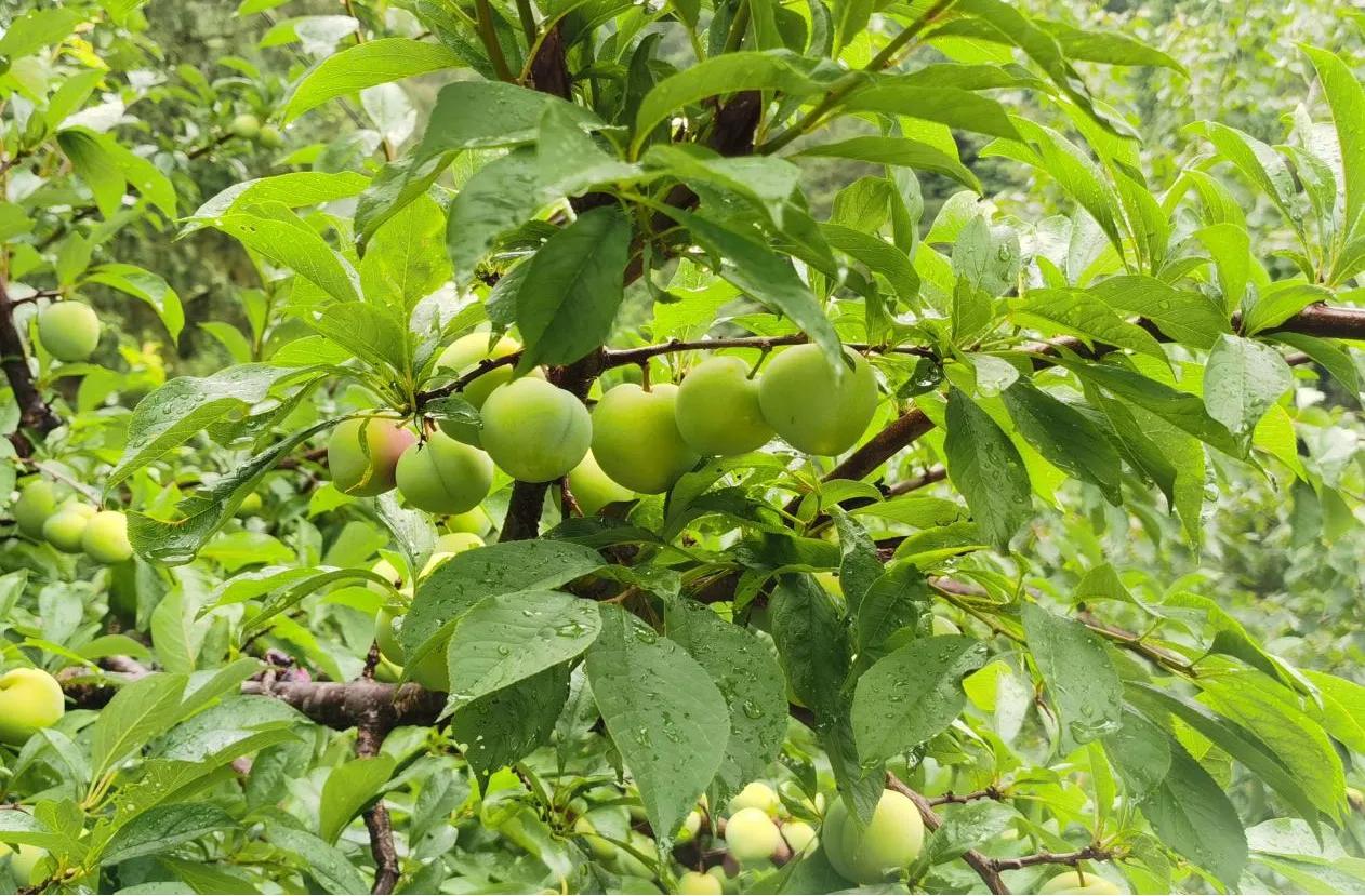 广元剑阁乡村振兴,广元剑阁县农业种植致富项目