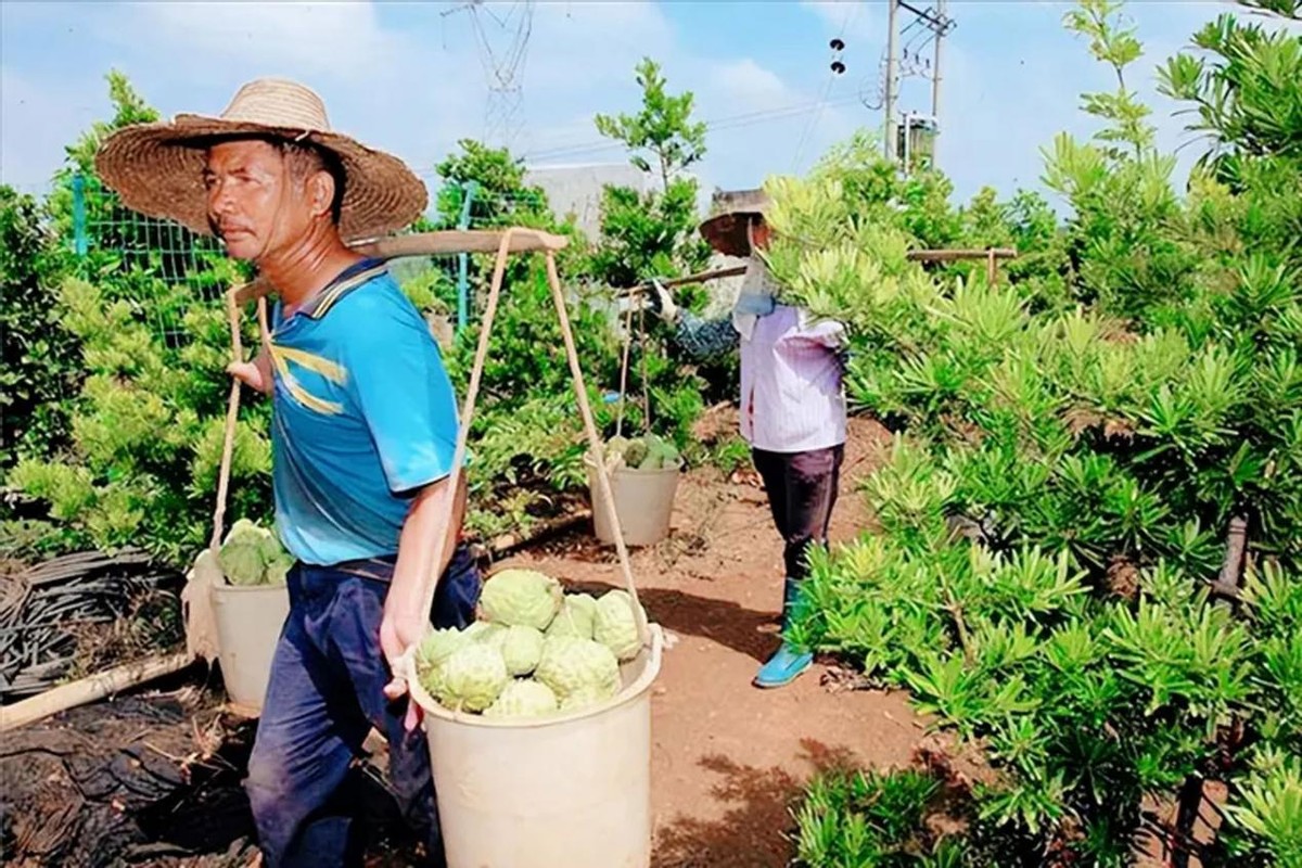 水果滞销中国解决,台湾凤梨释迦滞销原因