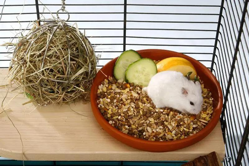 素食宠物食品,素食宠物零食有哪些品种