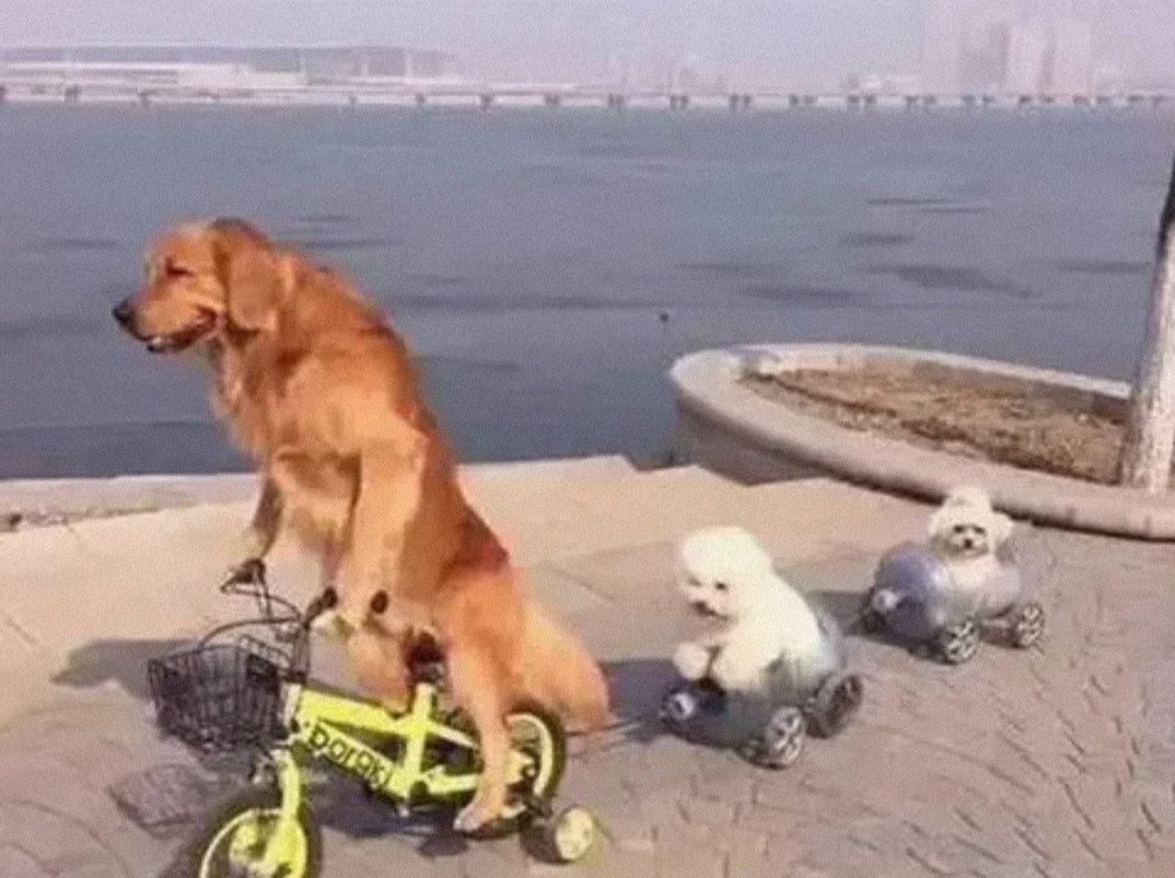 金毛出去溜必须栓绳,遛金毛遛多远