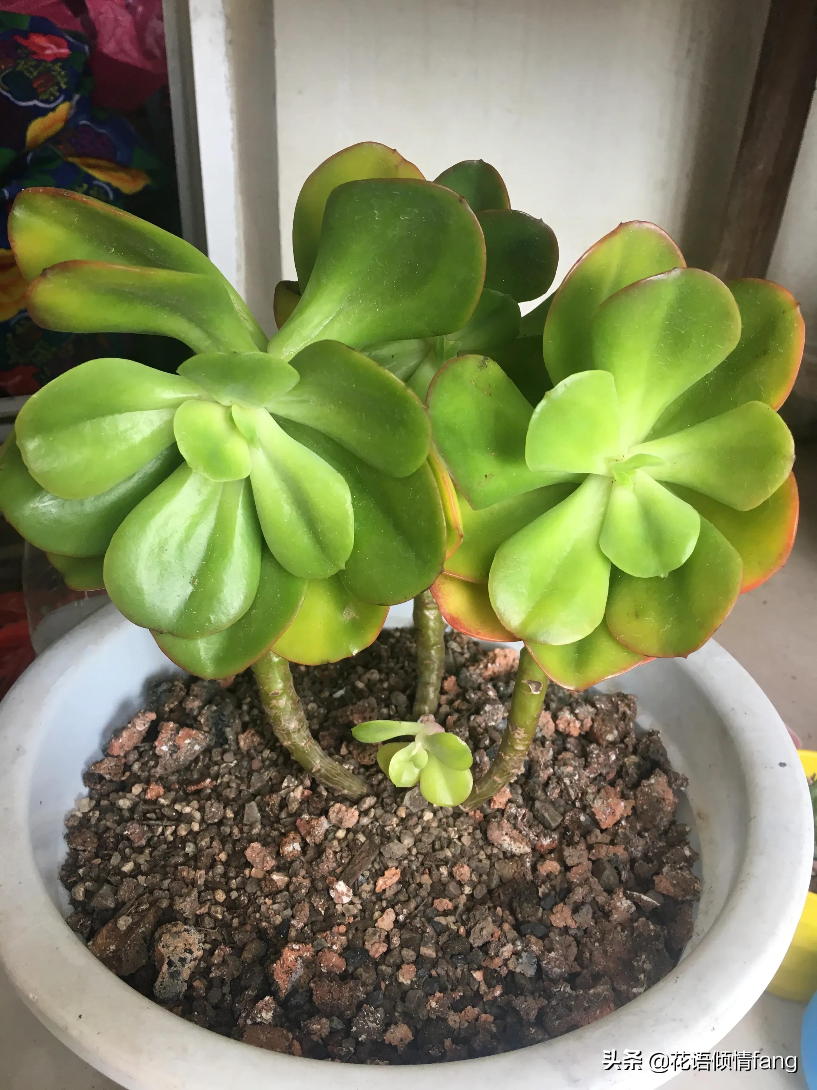 一棵红梅留几个芽头,一棵红梅开万朵花