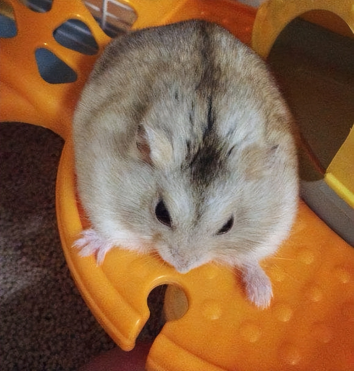 关于饲养布丁鼠方方面面的知识