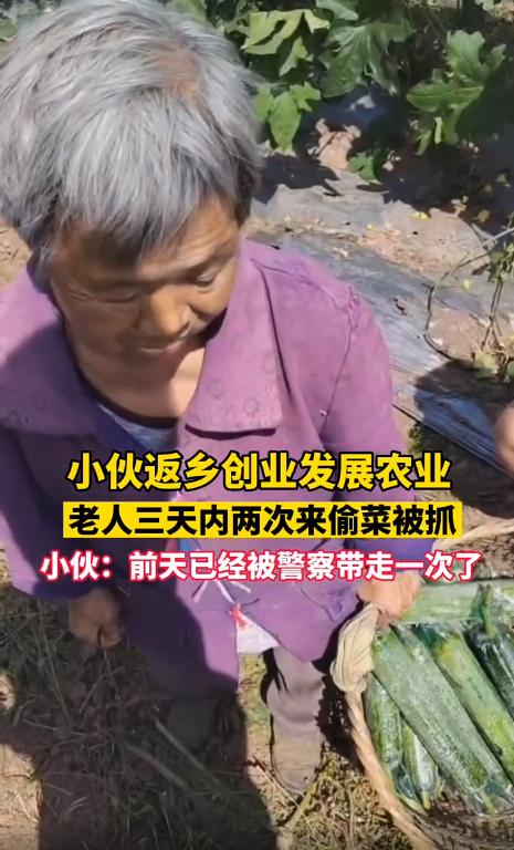 返乡创业老人偷菜后续,农村小伙回乡创业租用田地种植