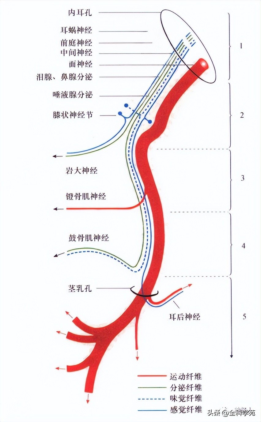 面神经解剖腮腺,面神经解剖内容有哪些