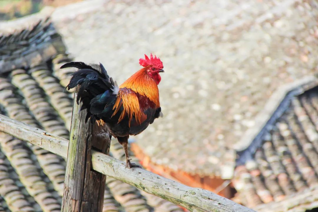 唐顾况过山农家诗配图,过山农家顾况的意思是什么
