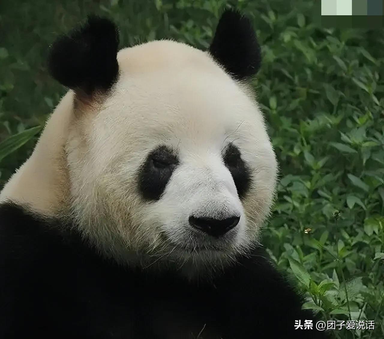 “外公熊”大熊猫“科比”的一生