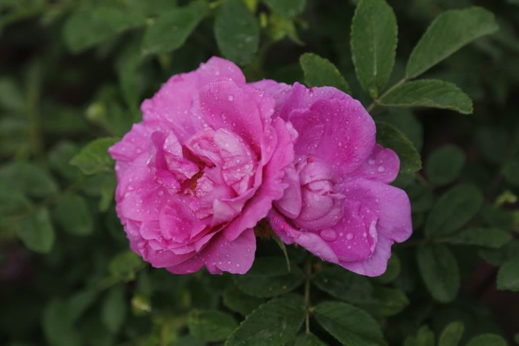 平阴玫瑰花原创包装设计,平阴玫瑰花生产厂家电话