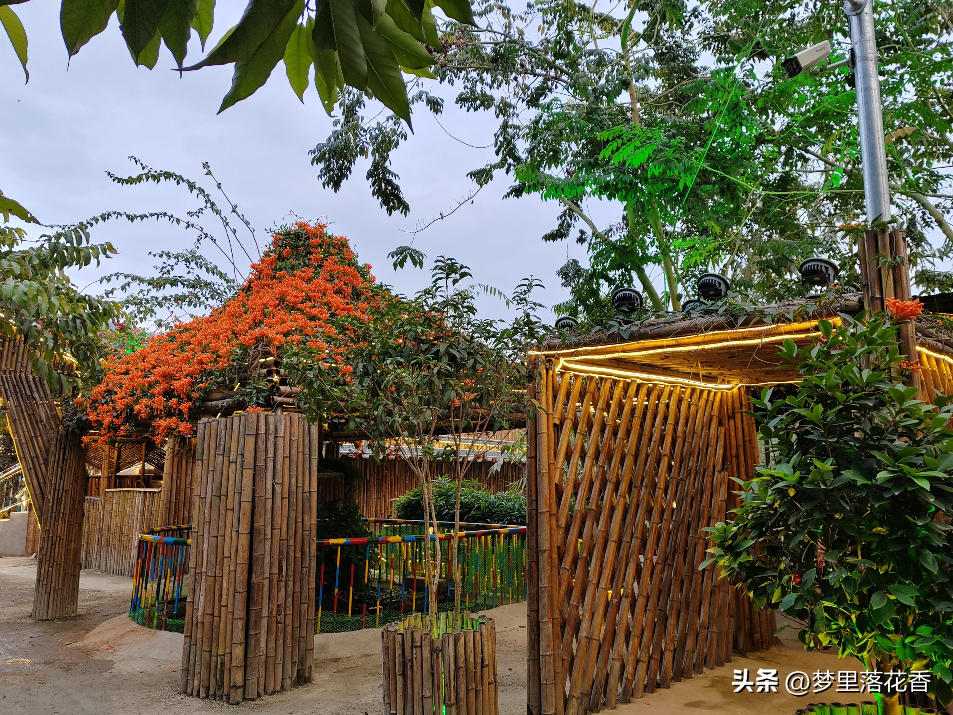 水上公园莲花开了吗,推荐一个好地方东湖公园