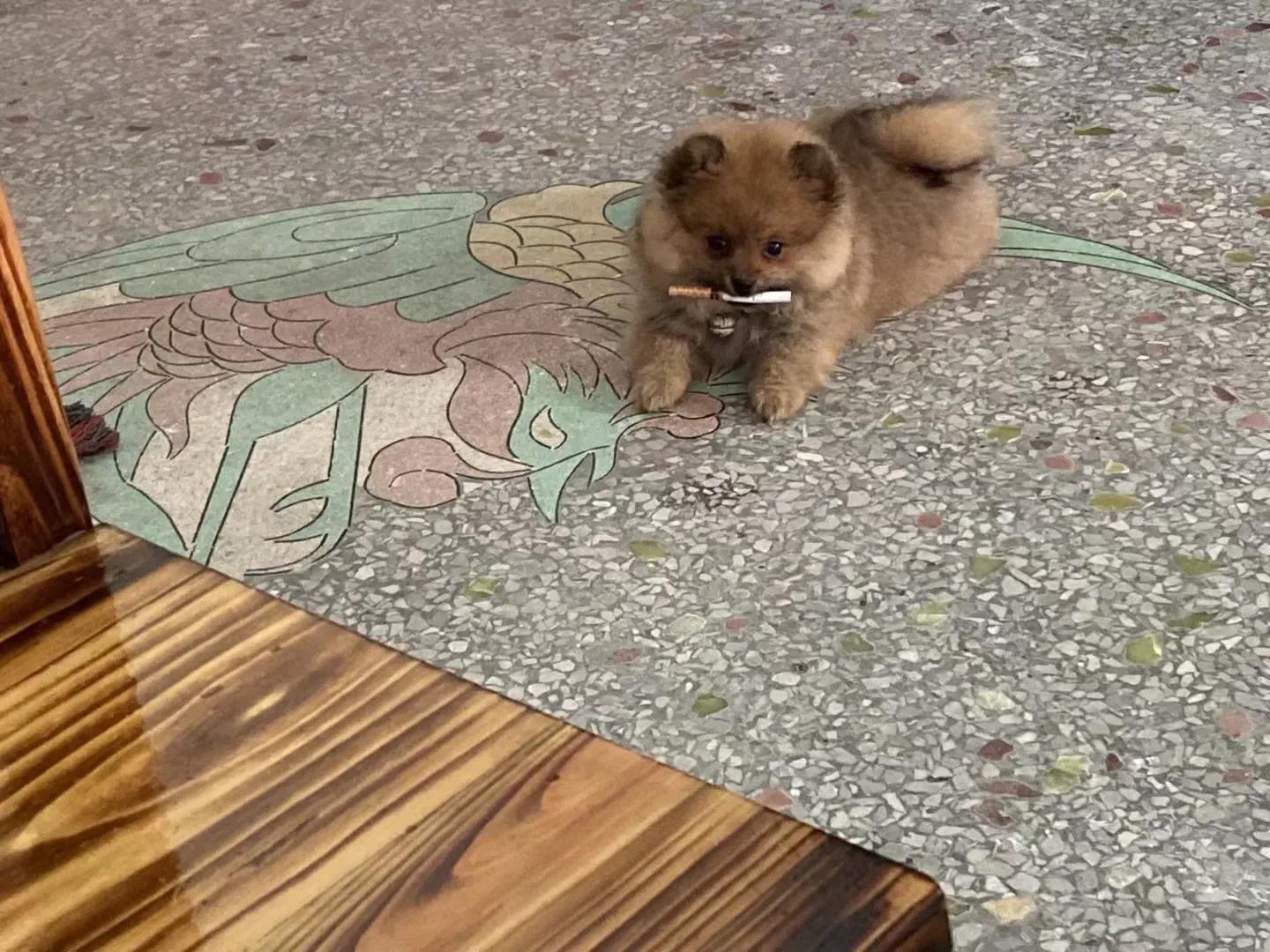 养狗小知识马犬,养狗小知识狗狗每天要喝多少水