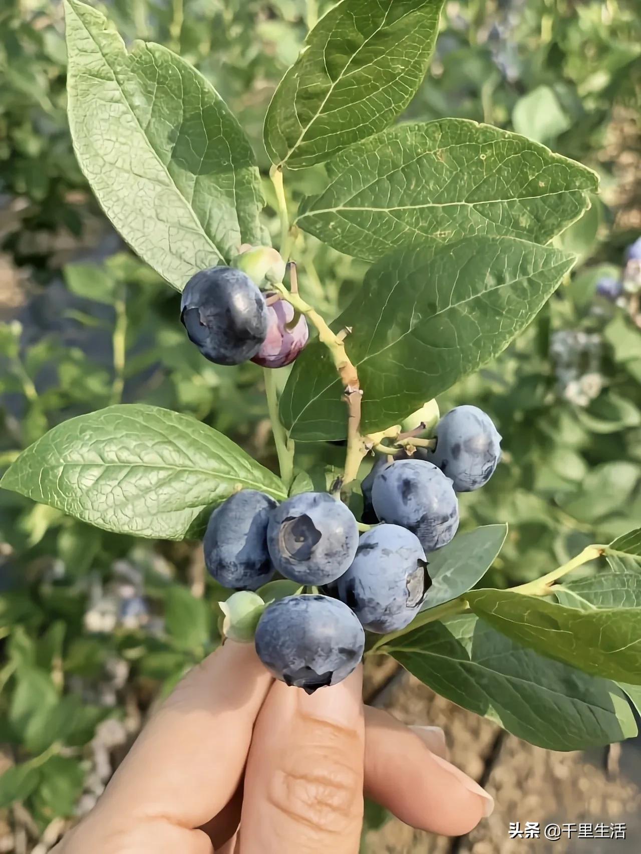 云南昆明蓝莓果,云南丽江蓝莓果