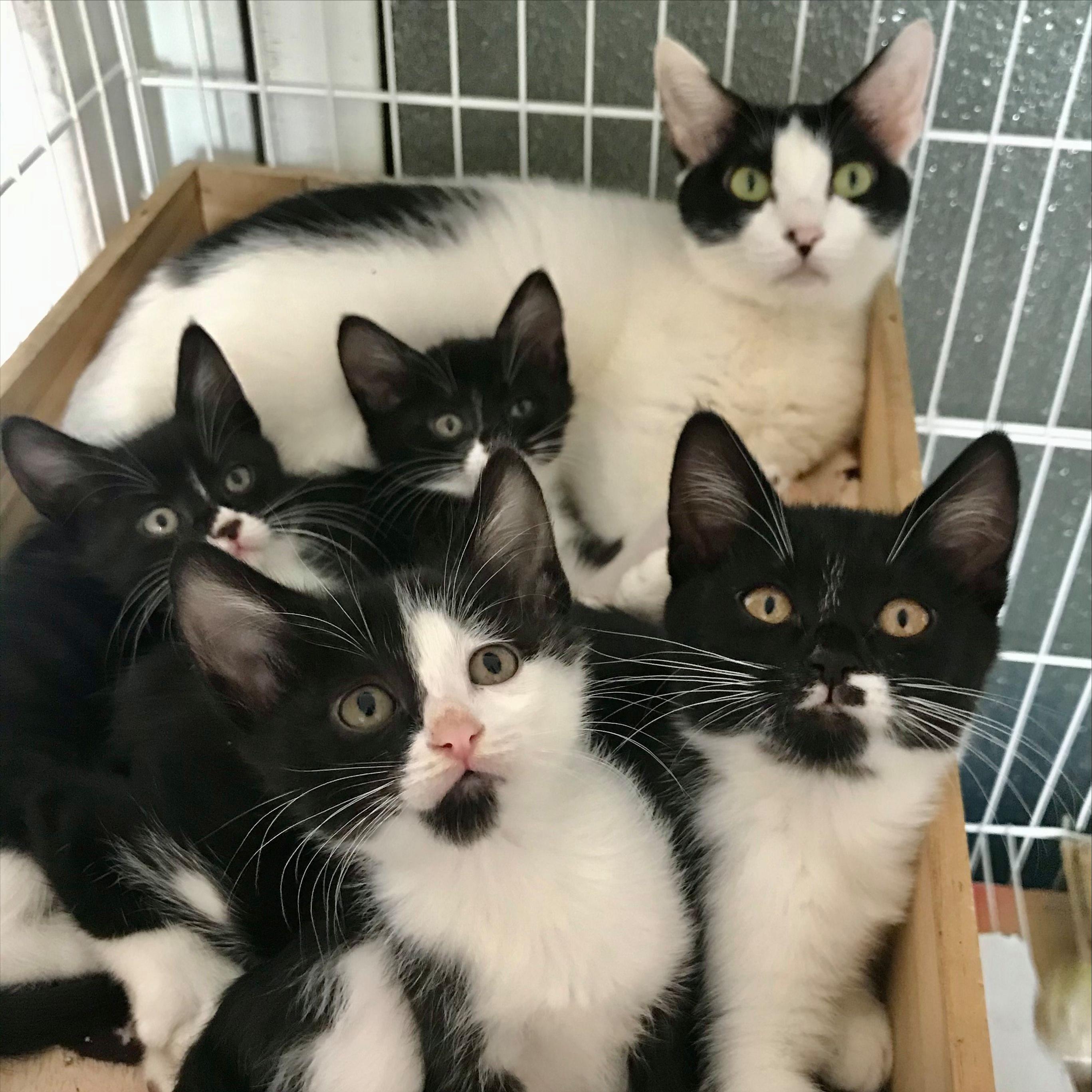 奶牛猫真的每一只都傻吗,原来奶牛猫是这样诞生的