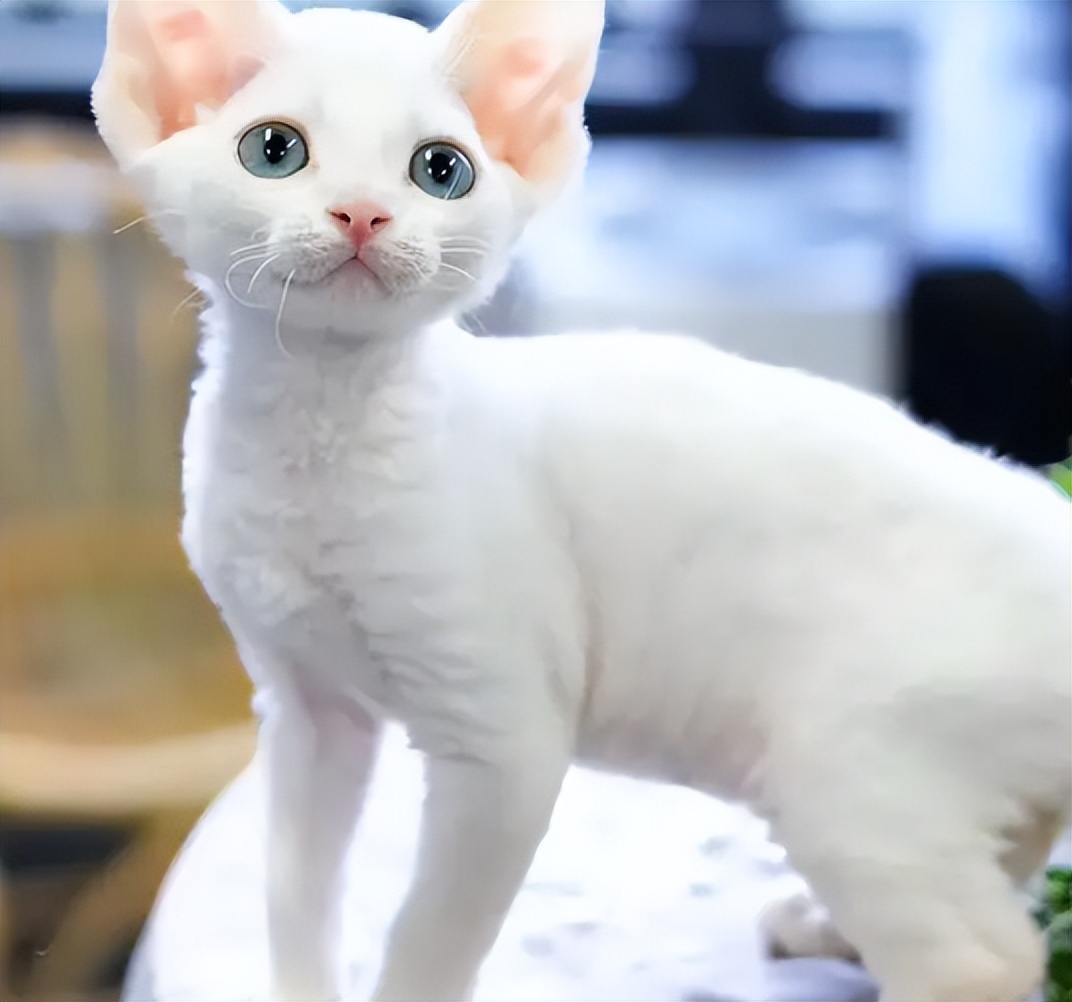 不常见的猫的价格和种类,不常见的猫是什么样子