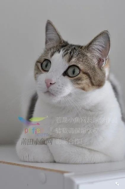 2022年，绿汀文学社《天天诗刊》第24期