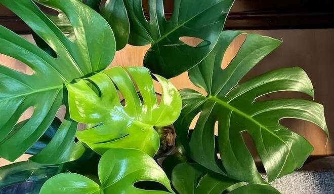 龟背竹抗冻,龟背竹冬天叶片变黄了怎么办