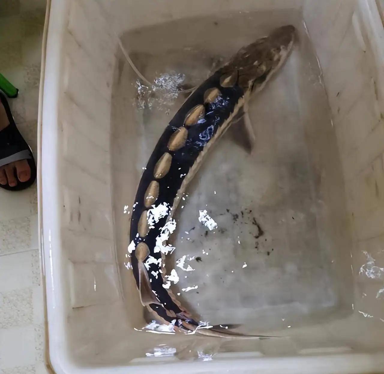 野外灭绝长江鲟现身,野外灭绝的长江鲟为何再次现身