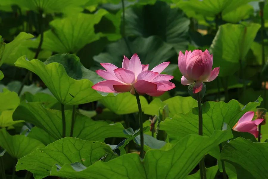 全球学子嘉游赣|上饶的第一波荷花开了，让我们一起步入飘满荷香的夏天！