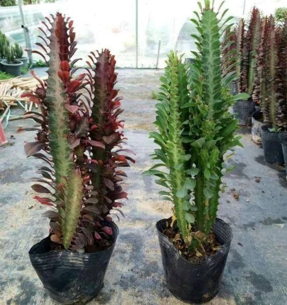 为啥龙骨植物非常少,龙骨花有什么好处有什么坏处