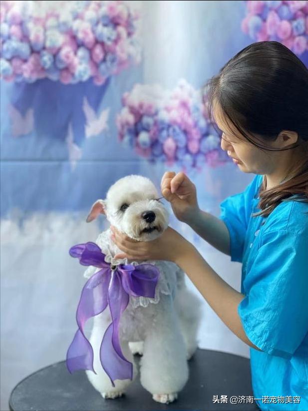 想学宠物美容洗护师,想学宠物美容入行建议
