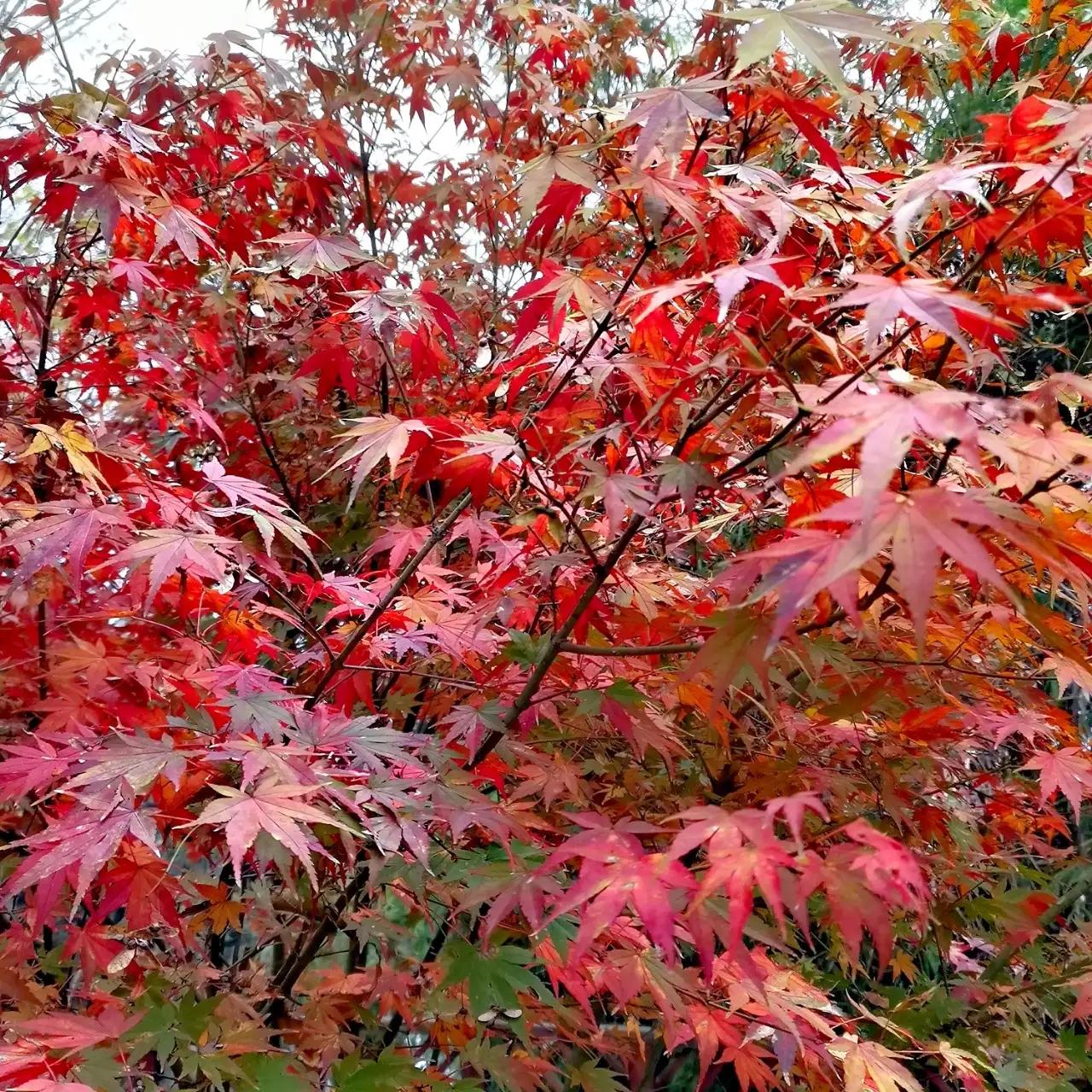 重庆南川武隆秀山秋韵