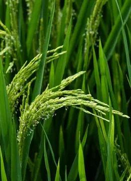 水稻是我国三大主粮之首,最早的五谷有水稻吗