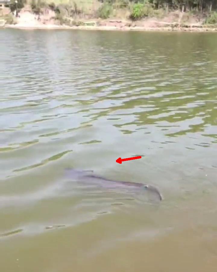 老成精？四川一水库“鲶鱼王”被人钓起，重89斤，许多人劝放生