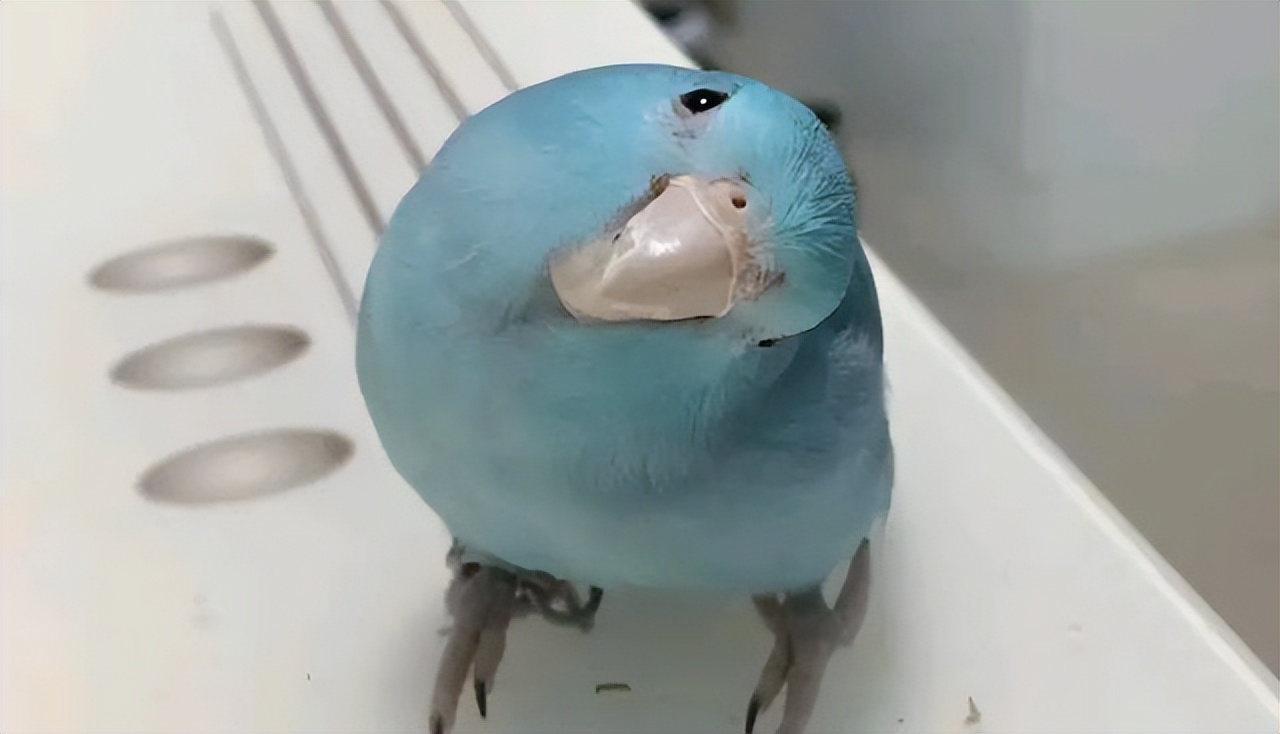 玄凤鹦鹉吃什么增重,玄凤鹦鹉怎么养增重更快