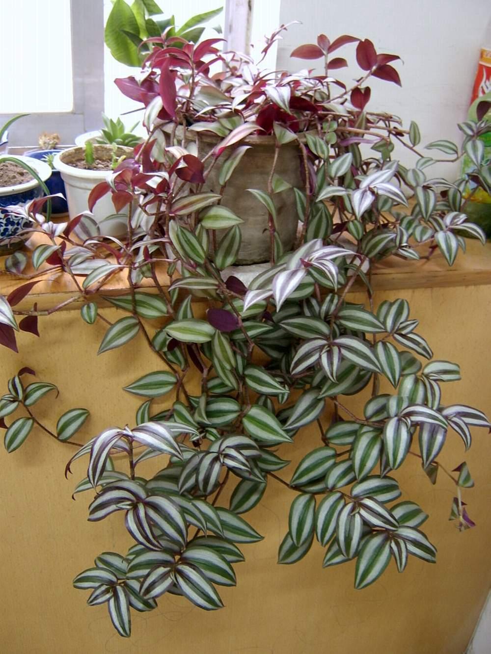 吊竹梅在家里养可以吗,吊竹梅怎么养