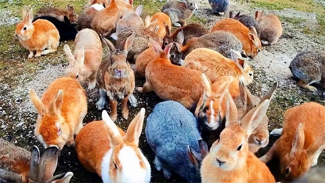 澳大利亚野兔泛滥为什么人不吃,澳洲野兔泛滥多达100亿只