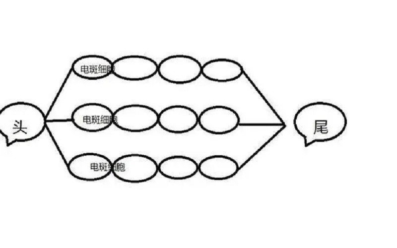 鳄鱼咬住电鳗会不会被电死,鳄鱼咬住电鳗电鳗会死吗
