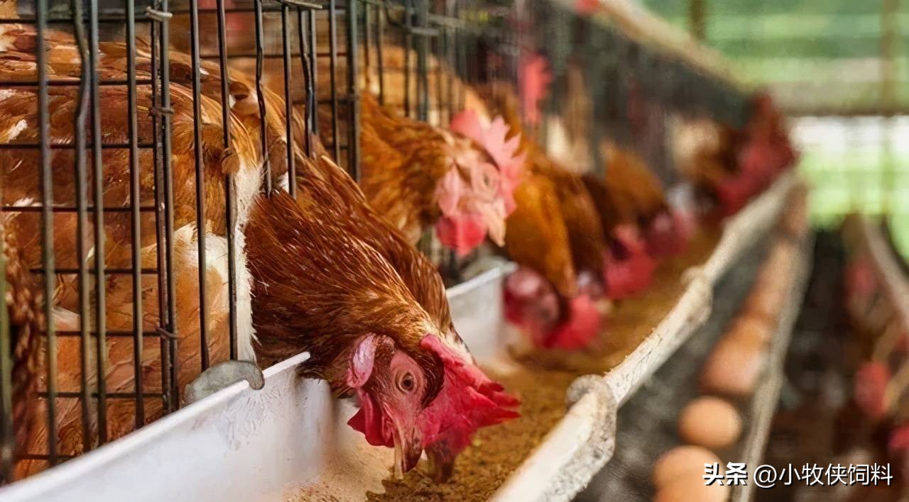 鸡肠炎吃什么药好得快效果最好,鸡得了坏死性肠炎怎样修复肠道