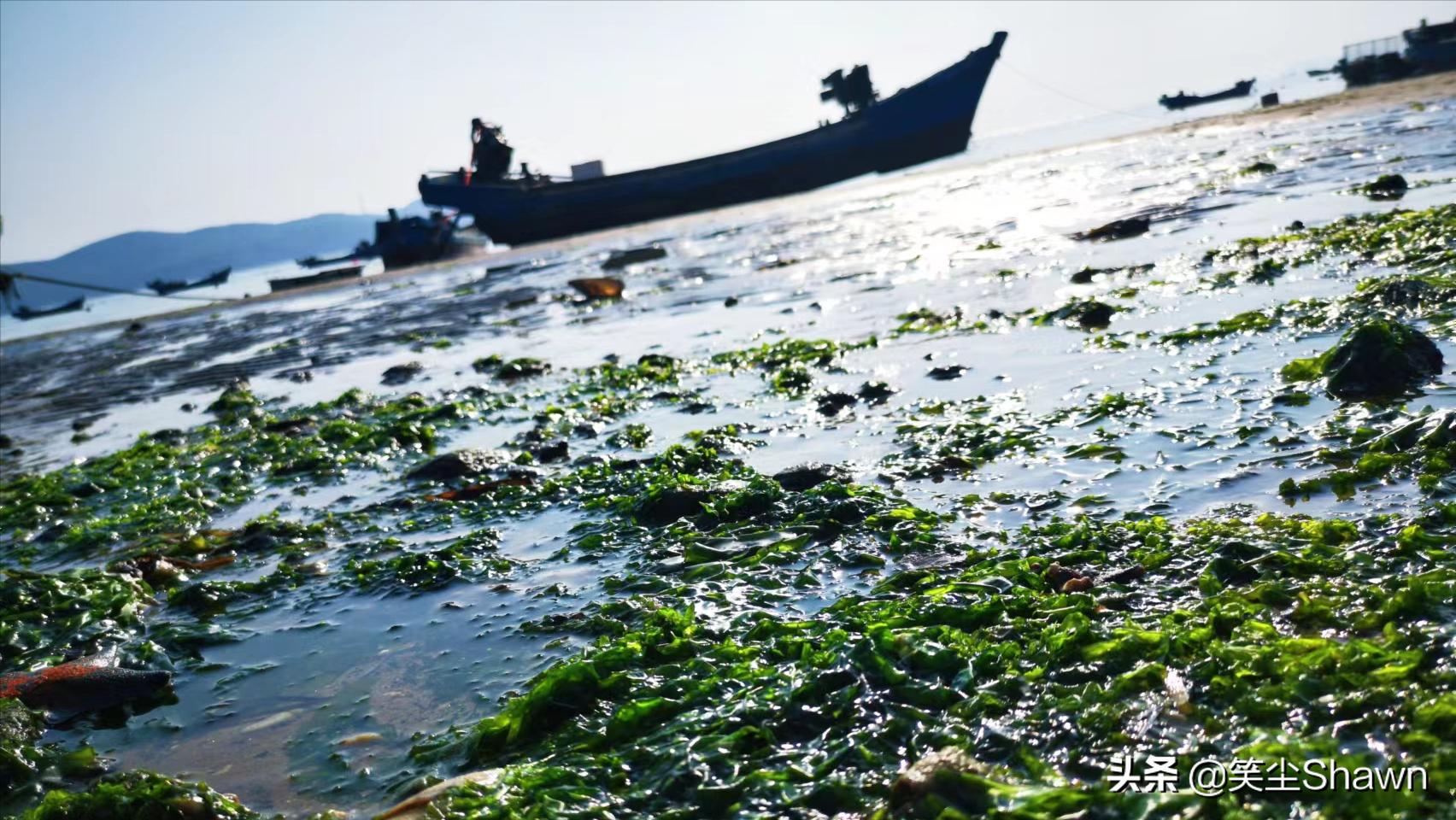 大长山岛哪个位置赶海比较好,大长山岛赶海