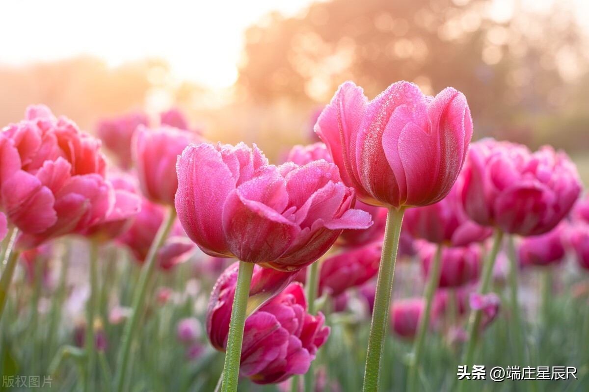 一定不要错过郁金香开花的季节,郁金香鲜花什么季节有