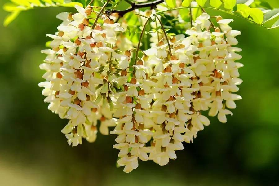 写槐花美的诗句,描写槐花清新淡雅香气四溢的诗句