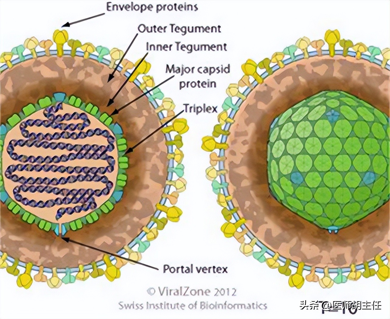 缠腰蛇疱疹干了为什么还很疼,缠腰蛇疱疹什么样