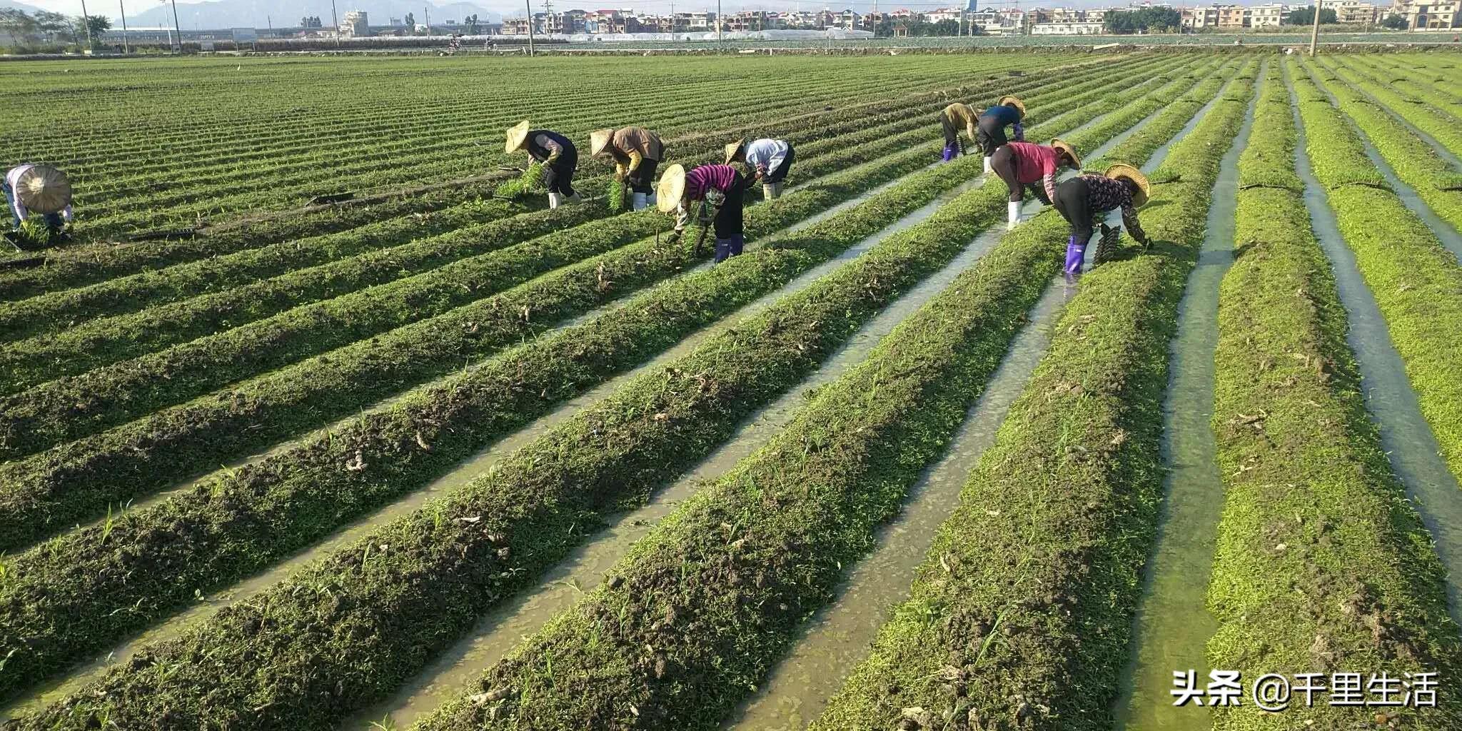 玉米界的“爱马仕”，一*爆口**浆，简直停不下来