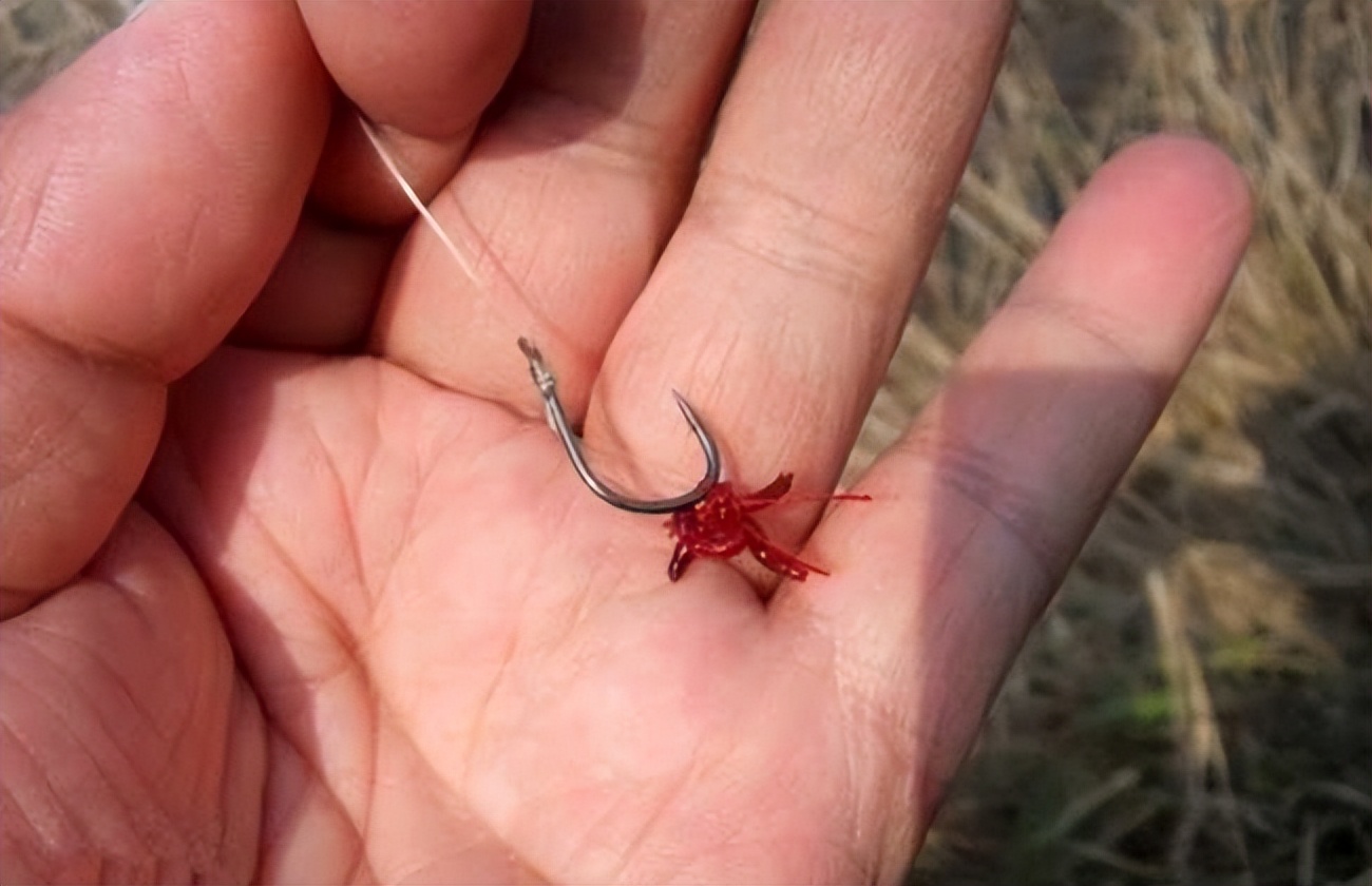 捕捞红虫一天能赚多少钱,捕捞红虫一晚挣几十万