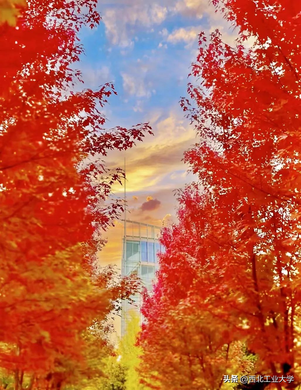 今日雨水!工大四季高清美图，欢迎欣赏使用~