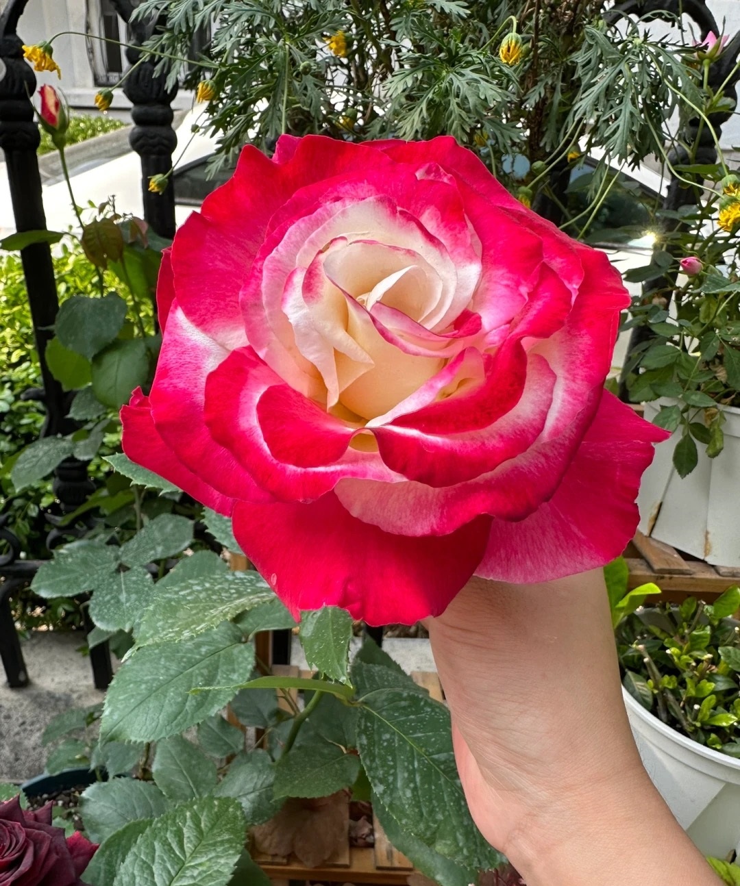 涨势强一年四季开花的月季,月季特大花苞