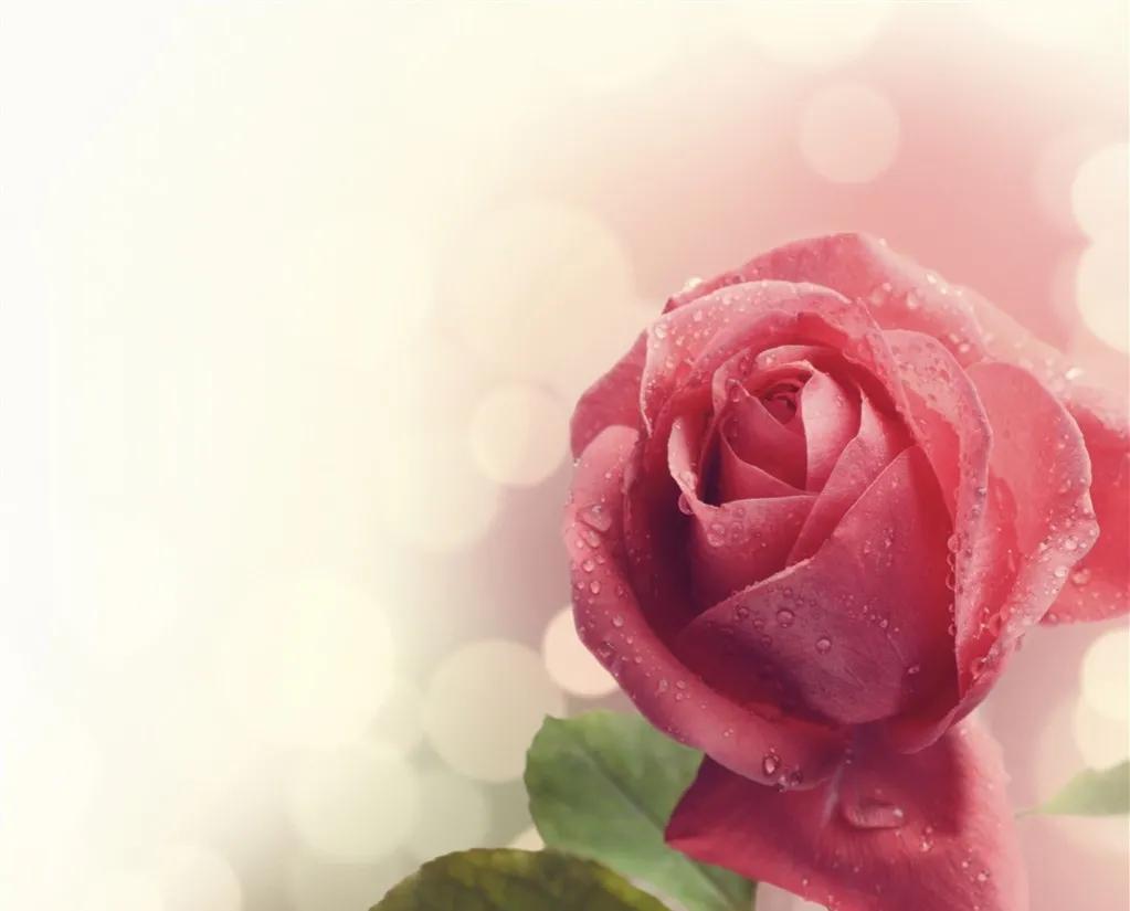 玫瑰花ins高级质感背景图,玫瑰花背景图高清图