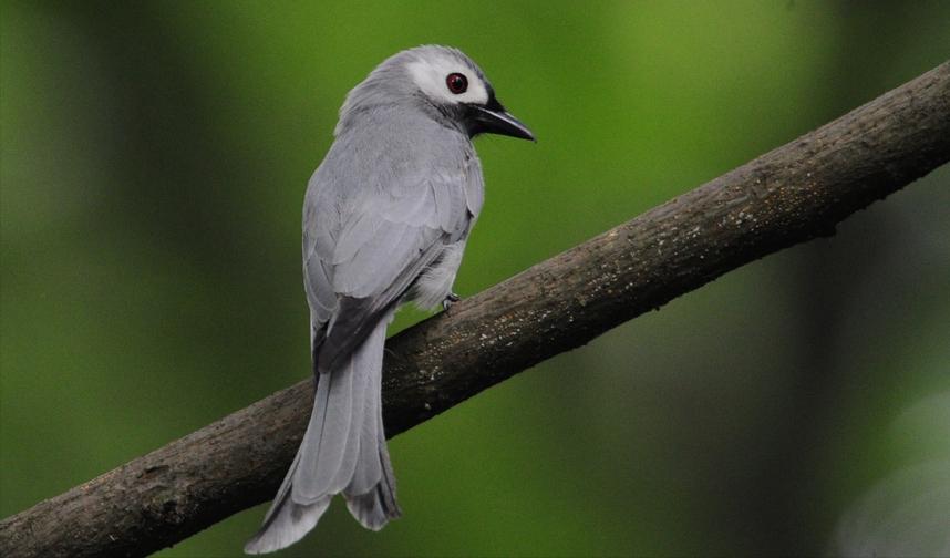 50张最佳鸟类摄影作品,鸟儿大全大图