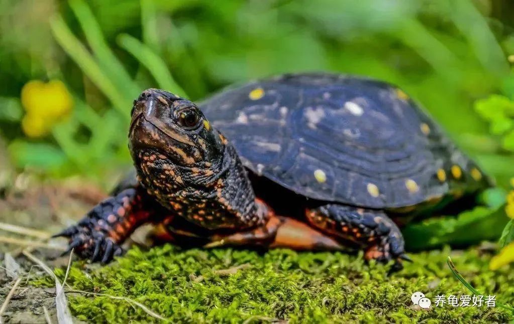 家养的龟为何养不出野生的感觉,野生龟与家养龟的区别是什么