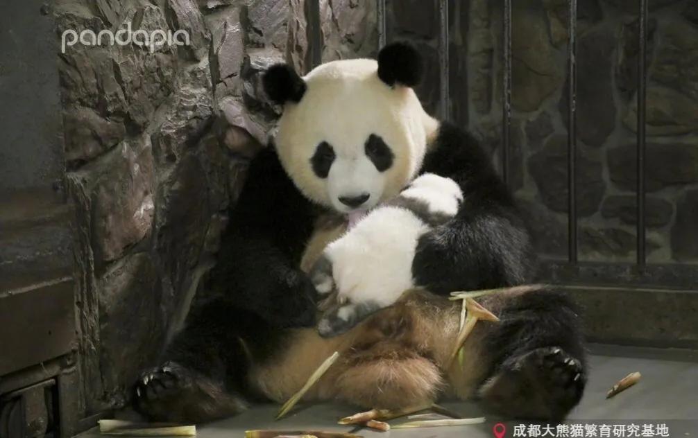 熊猫的母性有多强，那些在幸福和痛苦双重煎熬下的熊猫妈妈们