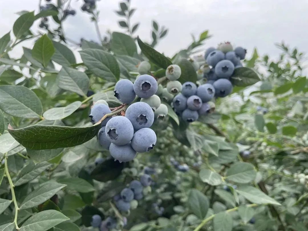 摘蓝莓桃子,摘蓝莓草莓樱桃桃子